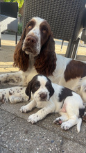 8 Engelsk Springer Spaniel til salg på købhund.dk