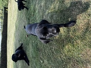6 Labrador Retriever til salg på købhund.dk