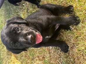7 Labrador Retriever til salg på købhund.dk