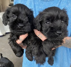 6 Dværgschnauzer, sort til salg på købhund.dk