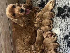 8 Engelsk Cocker Spaniel til salg på købhund.dk