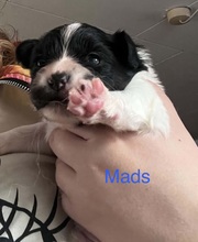 2 Papillon til salg på købhund.dk
