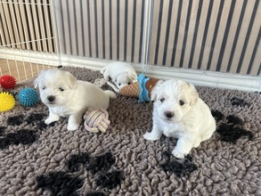 3 Coton de Tulear til salg på købhund.dk