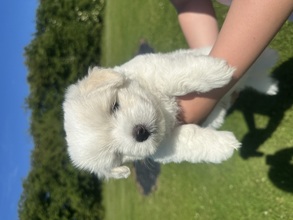 3 Coton de Tulear til salg på købhund.dk