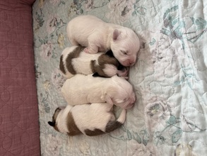 4 Coton de Tulear til salg på købhund.dk