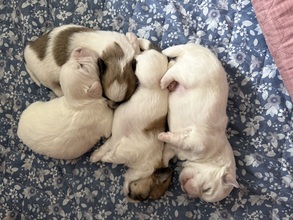 4 Coton de Tulear til salg på købhund.dk