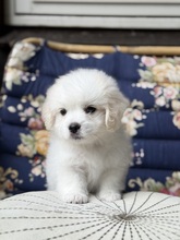 4 Coton de Tulear til salg på købhund.dk