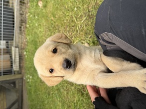 6 Labrador Retriever til salg på købhund.dk