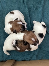 3 Jack Russell Terrier til salg på købhund.dk