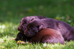 10 Flat Coated Retriever til salg på købhund.dk