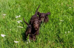 10 Flat Coated Retriever til salg på købhund.dk