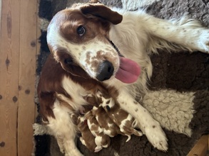 4 Welsh Springer Spaniel til salg på købhund.dk