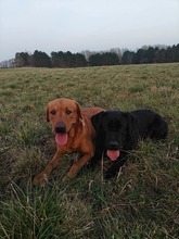 11 Labrador Retriever til salg på købhund.dk