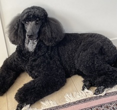 8 Pudel, stor til salg på købhund.dk