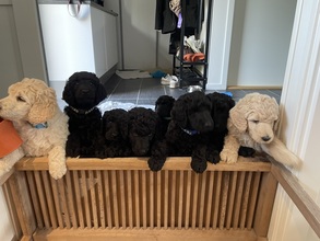 8 Pudel, stor til salg på købhund.dk