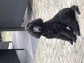 8 Pudel, stor til salg på købhund.dk