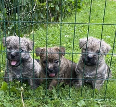 3 Cairn Terrier til salg på købhund.dk
