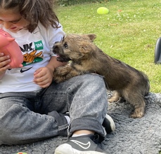 3 Cairn Terrier til salg på købhund.dk
