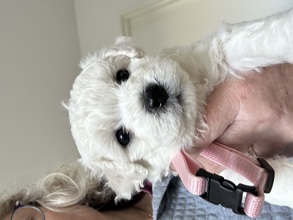 6 Bichon Frisé til salg på købhund.dk