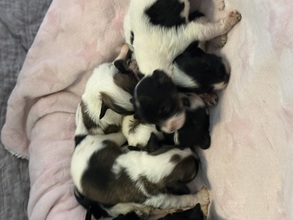 8 Bichon Havanais til salg på købhund.dk