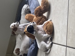 8 Engelsk Setter til salg på købhund.dk
