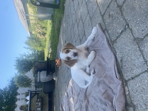 8 Engelsk Setter til salg på købhund.dk