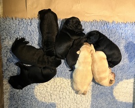 8 Labrador Retriever til salg på købhund.dk
