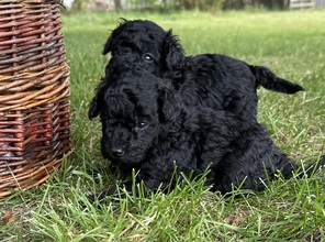 3 Pudel, dværg til salg på købhund.dk