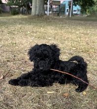 3 Pudel, dværg til salg på købhund.dk