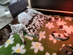 13 Gammel Dansk Hønsehund til salg på købhund.dk