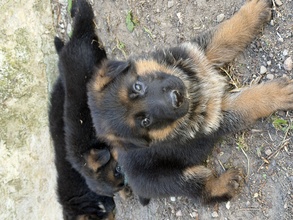 6 Schæferhund, stockhåret til salg på købhund.dk