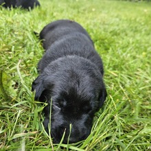 7 Labrador Retriever til salg på købhund.dk