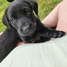 7 Labrador Retriever til salg på købhund.dk