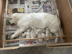 9 Golden Retriever til salg på købhund.dk