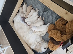 9 Golden Retriever til salg på købhund.dk