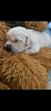 9 Golden Retriever til salg på købhund.dk