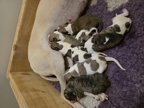 6 Whippet til salg på købhund.dk