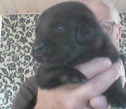 5 Labrador Retriever til salg på købhund.dk