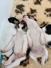 5 Dansk/Svensk Gårdhund til salg på købhund.dk