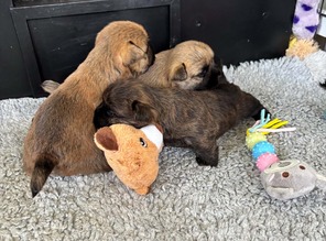 3 Cairn Terrier til salg på købhund.dk
