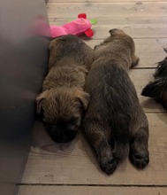 3 Cairn Terrier til salg på købhund.dk