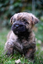 3 Cairn Terrier til salg på købhund.dk