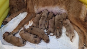 9 Golden Retriever til salg på købhund.dk