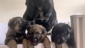 3 Schæferhund, stockhåret til salg på købhund.dk
