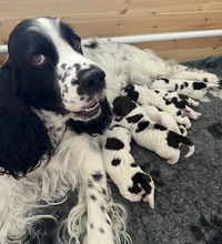 7 Engelsk Springer Spaniel til salg på købhund.dk