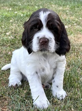 7 Engelsk Springer Spaniel til salg på købhund.dk