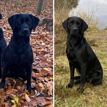 7 Labrador Retriever til salg på købhund.dk