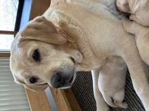 8 Labrador Retriever til salg på købhund.dk