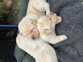 8 Labrador Retriever til salg på købhund.dk