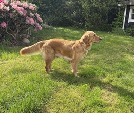 8 Golden Retriever til salg på købhund.dk